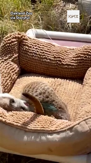 7.8K views · 96 reactions | Take a look at the Oakland Zoo’s Meerkats playing in the summer sun. The zoo shared a new video of its growing meerkat “mob” on social media, showing them wrestling and cuddling together earlier this week. The zoo gained 5 New pups after one of its slender-tailed meerkats named Sandy gave birth in March. | KPIX CBS San Francisco Bay Area | Facebook