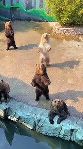 59K views · 1.6K reactions | Mấy con Thỏ này đáng yêu thế nhỉ....  | Cam Quế Mật Ong | Facebook