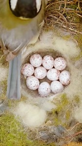 Japanese tit bird | Review Birds News