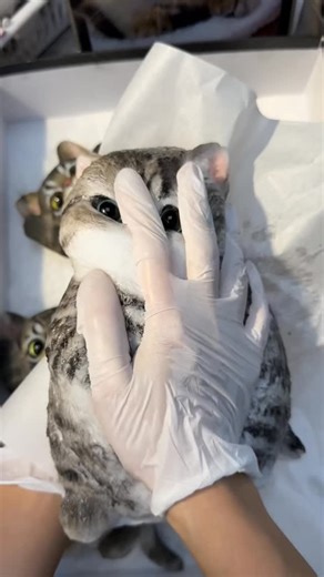 Sticky chubby little cat.#squishy #diy #cat #handmade #cute #kitty | Squishy Wang DIY Shop