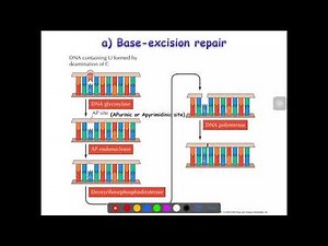 Movie 3A - DNA Repair