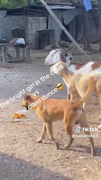 Ram sheep vs ewe goat. #GrazingJamaica #rams #sheep #goat #breed @KA&E Farming Enterprise @JC Farm Lifestyle🚜 @Farm by Chance