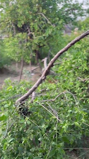 🌙 Mysterious Nidhivan of Vrindavan – Where Krishna Still Comes Every Night!