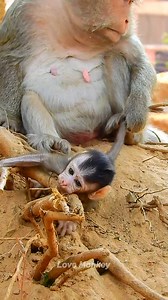 19K views · 914 reactions | Funny cute newborn baby monkeys | Love Monkey | Facebook