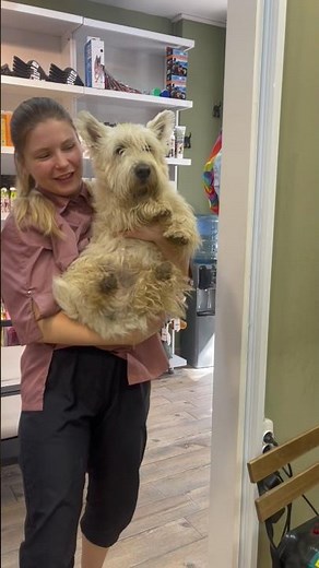 A Scruffy Scottish Terrier's Transformation: From Messy to Marvelous!