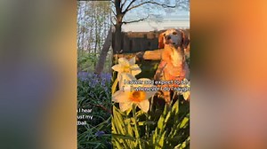 Rescue Dog Adopted And Living Best Life Still Traumatized By Past