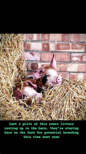 Slate House Farm on Reels