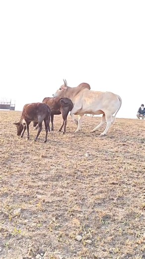 Difference Between Cow, Ox & Bull 🐄🐂 | Full जानकारी #cow #strongbull