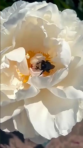The World Most Beautiful Flower Field 🌺✨ #relaxingnaturevideo #peonyflowers #viralvideo