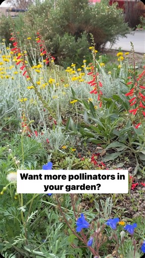 City of Mesa, Arizona on Instagram: "Brighten your landscape with these drought-tolerant plants for pollinators: 🌼Cascalote: Adds bright yellow flowers from November to February. Choose the thorny original or thorn-free Smoothie! 🤍Anacacho Orchid: Compact and perfect for small spaces, with white spring blooms that attract pollinators. 😍Coral Fountain: Eye-catching shrub with coral-red flowers that hummingbirds love. 🌿Trailing Rosemary: Heat-tolerant groundcover with fragrant foliage and pale