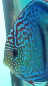 discus fish breeding🥰 #pets #aquarium #discus #fish