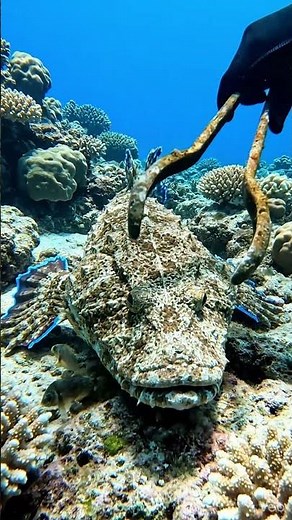 #fishing #divng #funny #fish #gopro #scubadiving #ocean #spearfishing #snorkeling #scuba