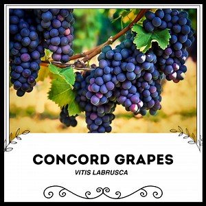 Concord Grapes - Vitis Labrusca. - Rare 'fruit' Seeds - Fox Grape, Purple-blue, Northern Fox Grape, Isabella Grapes, Blue Grapes,wild Grapes - Etsy Canada