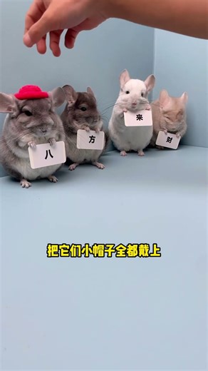 Little Horse Well-Behaved, But Chinchilla Rebels As Hotpot Machine #Cutepet #Chinchilla