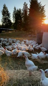 🐓 Pasture-Raised Chicken is Here!⁠ ⁠ And listen to this chatty bunch 🤩 This beautiful summer weather means our chickens have been back out on the pasture being raised by our amazing family farmers. Our pasture-raised chickens enjoy fresh air, sunshine, and plenty of space to roam.⁠ 🌱 ⁠ In the winter months, when its too cold for the chickens to be outside, we raise the chickens as free-run, meaning they stay warm indoors but still have space to move freely, scratch, and live stress-free lives