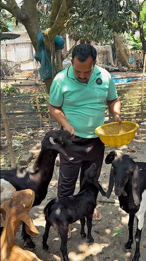 Increase Goat Milk Production Naturally | Double Your Goat’s Milk Yield Fast! #organicfarming #farm