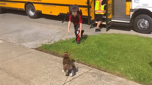 Dogs eagerly greet owners coming home from school