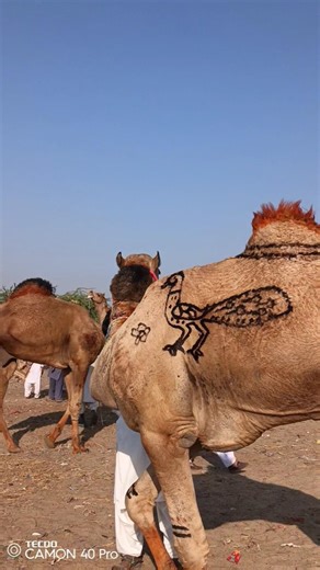 Peacock-Like Pattern on Camel’s Body