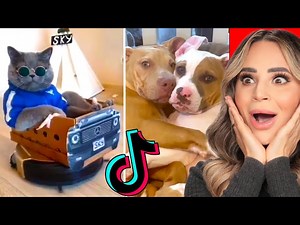 Cute Animals on TikTok That Will Make You Laugh - Videos For Kids