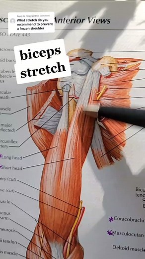 Effective Biceps and Deltoid Stretching Techniques