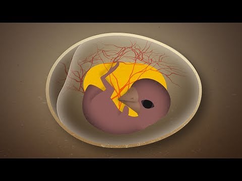 How Birds Get Oxygen Inside Their Eggs