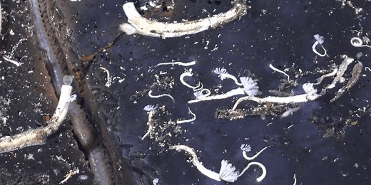 Scientists discover massive new creatures living in the Earth's oceanic crust