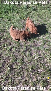 Dakota Paradise Pets Gorgeous 9 week old AKC miniature poodle boys "Bumble Bee" & " Fire Ant" out for a little adventure.This could be your yard! If you'd like to ask me questions about them you can 📩 or 📲 701-301-2197. They have been vet checked ✔️ excellent, received first core vaccinations. #dakotaparadisepets #akcregistered #miniaturepoodle #puppies #cute #puppy #cutepuppies #NorthDakota #poodle | Jessie Leigh
