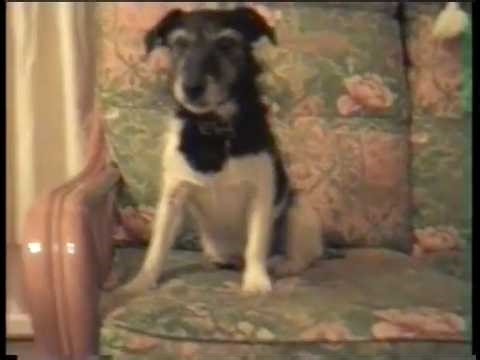 Dog howling to Coronation Street