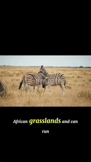 facts about zebras
