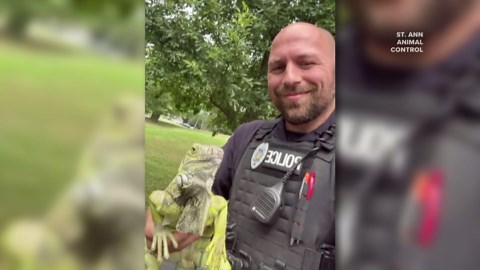 Giant lizard found roaming in St. Ann streets