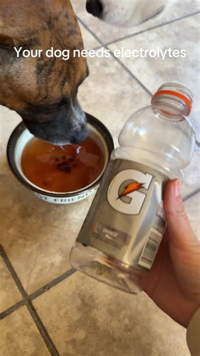 Even dogs deserve electrolytes. And these electrolyte on the go packets are so easy and apparently my dogs love them. #electrolytes #dog #dogsoftiktok #dogsoftiktokviral #doghealth