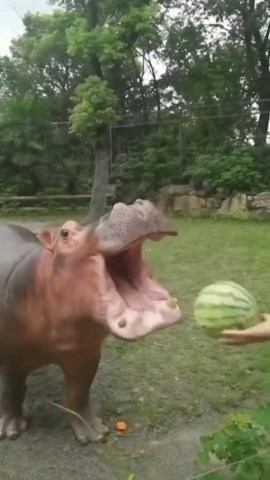Amazing Hippos Displaying Their Natural Actions