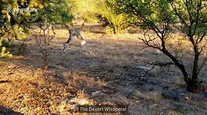 Ferocious jackrabbit fight caught on camera in Arizona desert