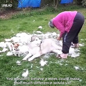 "Get a Husky they said..." 😂😍 | UNILAD