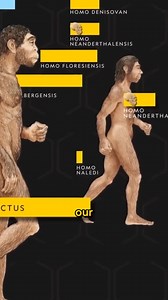 For decades we pictured humans as a species only 20,000–50,000 years old. But discoveries are blowing that timeline wide open. In 2018, fossils from Jebel Irhoud, Morocco revealed that anatomically modern humans are ~315,000 years old ...multiplying our history by more than six. Then came the skull from China: Homo longi, a massive-brained sister species to us and possibly tied to the mysterious Denisovans. Evidence now hints our lineage may reach back up to a million years. Our mental model of 