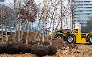 Une forêt urbaine prend vie place de Catalogne