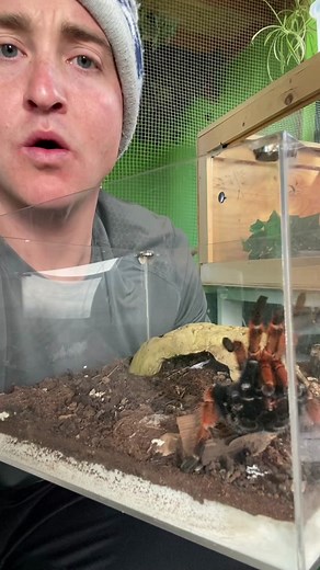 Understanding Tarantula Poop: What Does it Look Like?