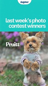 🏆 Meet last week's Dogster Photo Contest Winners. How cute are they?!? This week's winners will be announced and listed on Dogster.com, and you can read more about last week's winners there too. 📸 if you've got a photogenic pup, submit their photo for a chance to be featured on our website and socials at Dogster.com/dogster-weekly-photo-contest-submission-form (link in bio) #dogsterdogs #dogsterphotocontest #dogphotocontest #dogsofinstagram | Dogster