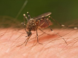Israeli Researchers Say They’ve Discovered ‘a Safe, New Method to Prevent Mosquito Bites’ | United with Israel