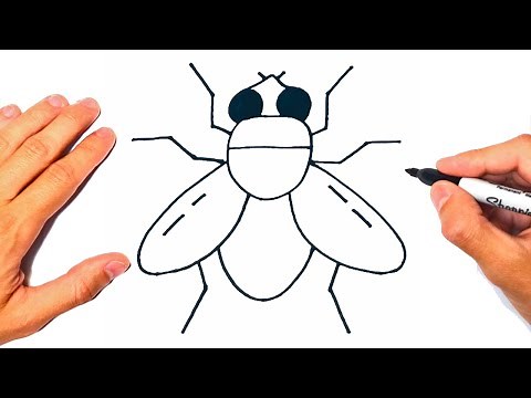 How to draw a Fly Step by Step | Drawing a Fly