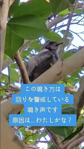 ヒヨドリについて調べてみました！全長27cmちょっと、全体的に灰色、頬は赤褐色。ヒーヨ、ヒーヨと鳴くからヒヨドリらしいですが…色々な鳴き方をします！鳥 #鳥好き #野鳥観測 #ヒヨドリ #鳥の鳴き声