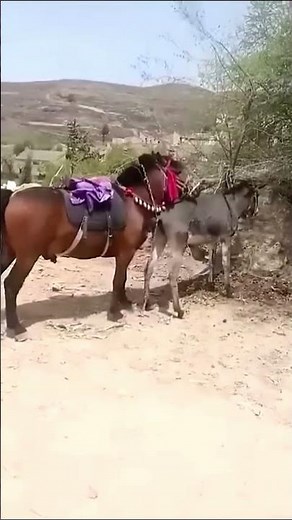 🐴 Horse and Donkey Breeding Process#AnimalBreeding #HorseBreeding #DonkeyBreeding #Mule #HorseMating