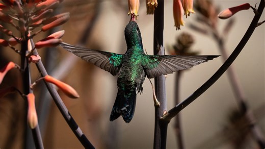 Hummingbirds are on the move. Here's when to see them in Arizona