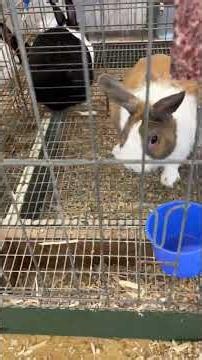 rabbits at fair