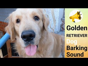 Golden Retriever Dog Barking Sound 🔊 🐶💛 - Retriever Waves