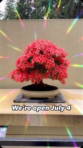 1K views · 67 reactions | Last weekend for these azalea blooms. Come...