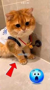 Ce chat a découvert que son collier en or était FAUX… #youtubeshorts #viral #animaux #chat