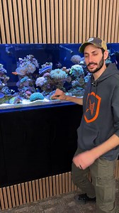 29K views · 451 reactions | Check Out These Amazing Reef Tank Additions! Thomas is checking out some of the awesome clams we have keep in our Red Sea 3XL 900 reef tank! #shorts #BRStv #reeftank #reefaquarium #fyp #clams | Bulkreefsupply.com - Saltwater Aquarium Supplies | Facebook