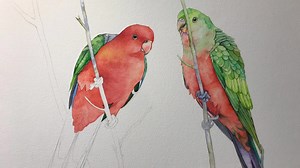 Here's a quick stop motion video of the final section of my King Parrot painting. I'll post a photo of the painting later. I have longer videos of this painting on Youtube https://www.youtube.com/channel/UCxeCQSu-MmRDUi8i7X2HWwQ | Louise De Masi Art