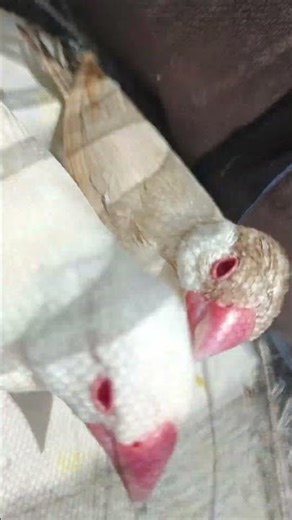 java,s love story ♥️#talhaanjum